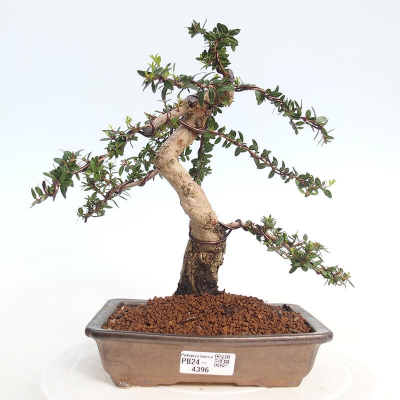 Pokojová bonsai - Myrtus communis - Myrta obecná