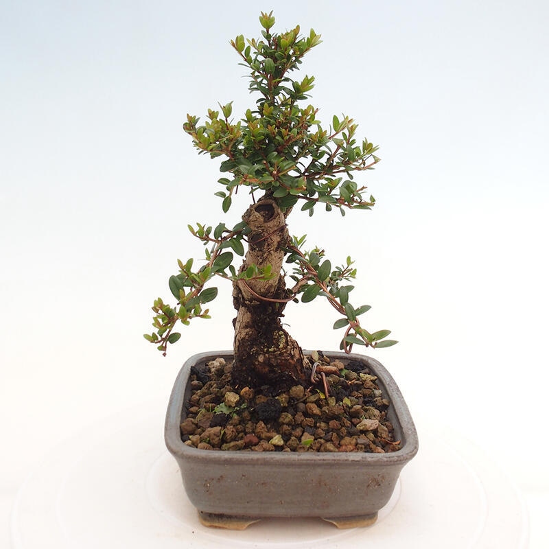 Pokojová bonsai - Myrtus communis - Myrta obecná