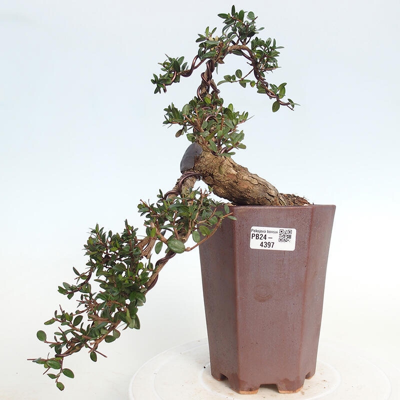 Pokojová bonsai - Myrtus communis - Myrta obecná