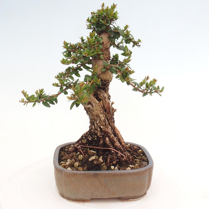 Pokojová bonsai - Myrtus communis - Myrta obecná