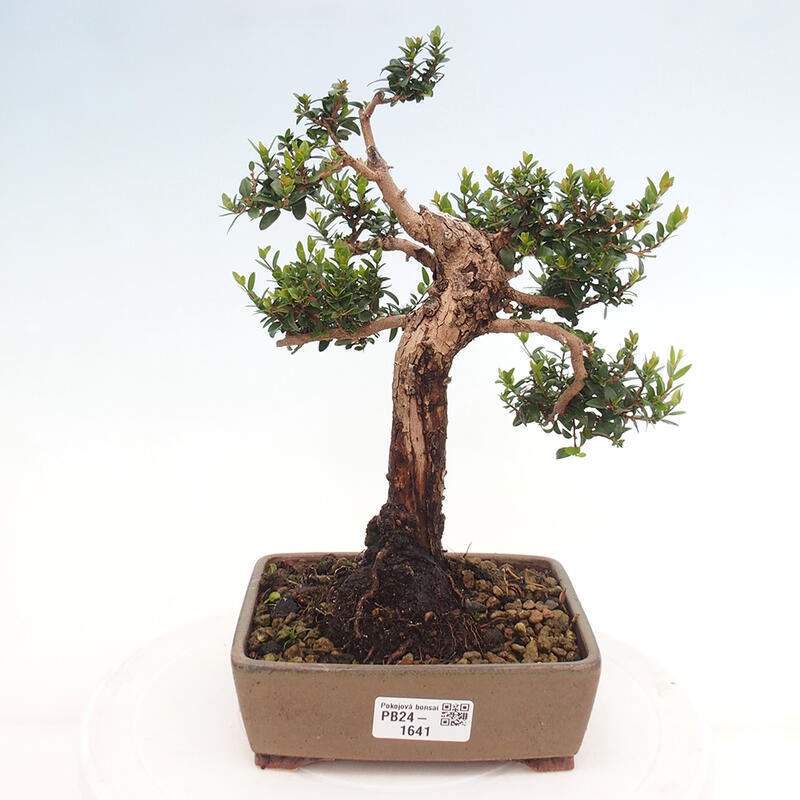 Pokojová bonsai - Myrtus communis - Myrta obecná