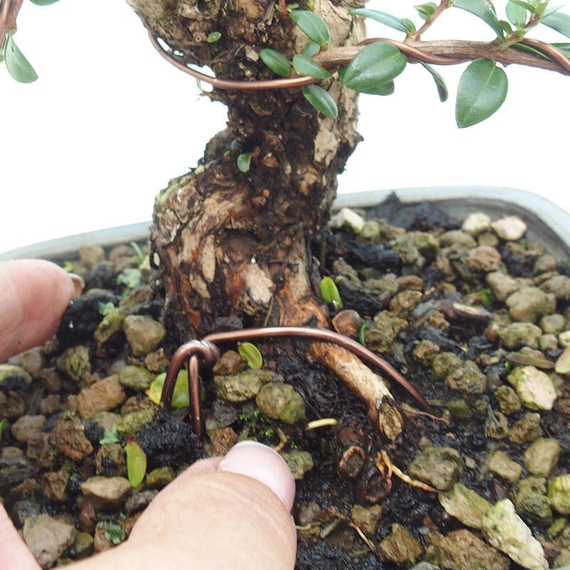 Pokojová bonsai - Myrtus communis - Myrta obecná