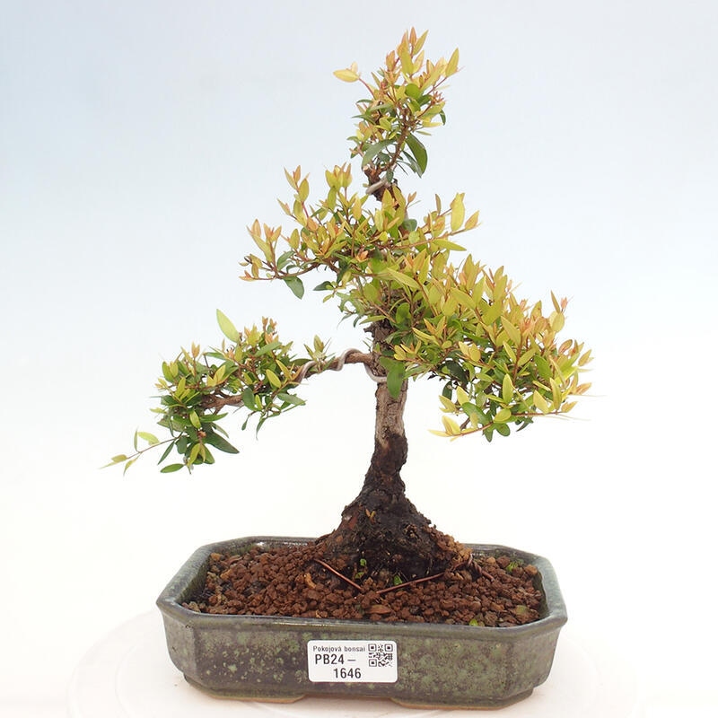 Pokojová bonsai - Myrtus communis - Myrta obecná