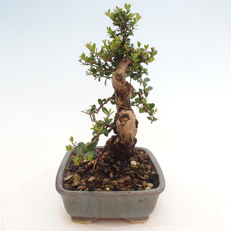 Pokojová bonsai - Myrtus communis - Myrta obecná