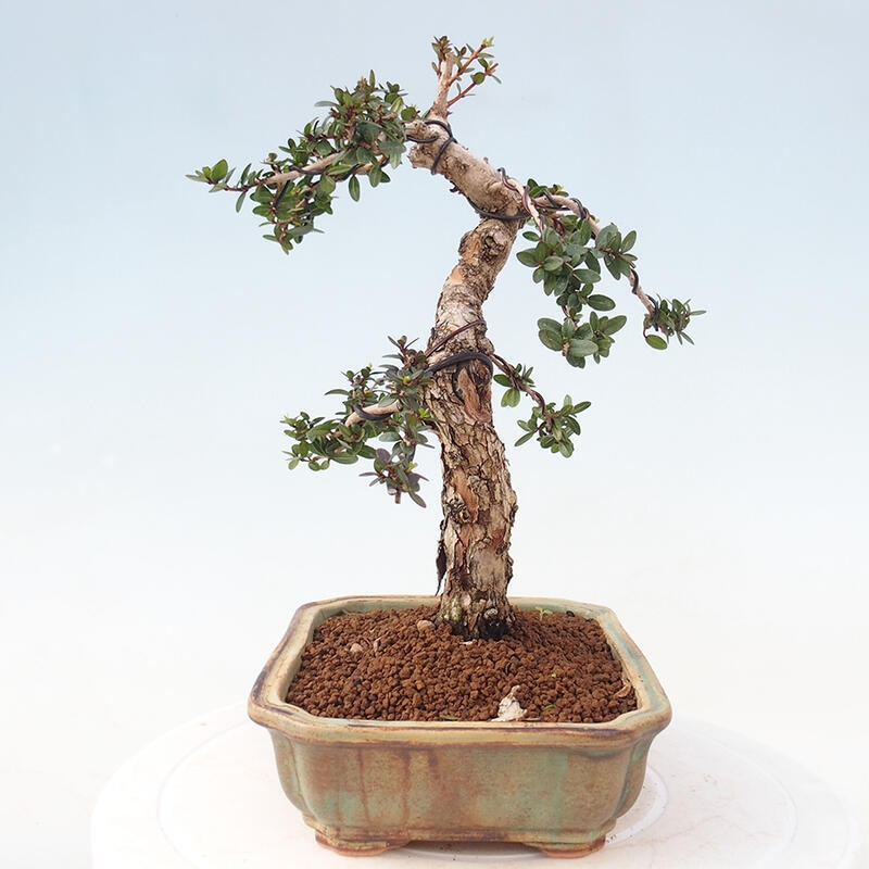 Pokojová bonsai - Myrtus communis - Myrta obecná