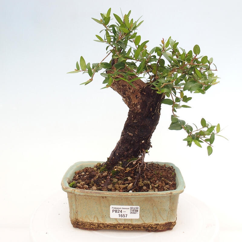 Pokojová bonsai - Myrtus communis - Myrta obecná