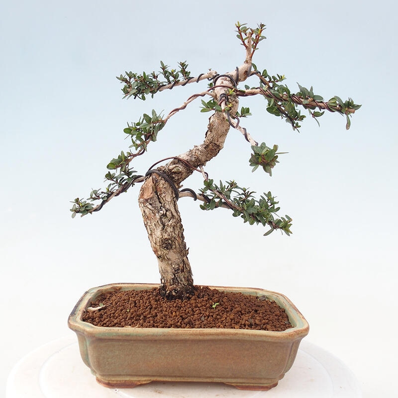 Pokojová bonsai - Myrtus communis - Myrta obecná