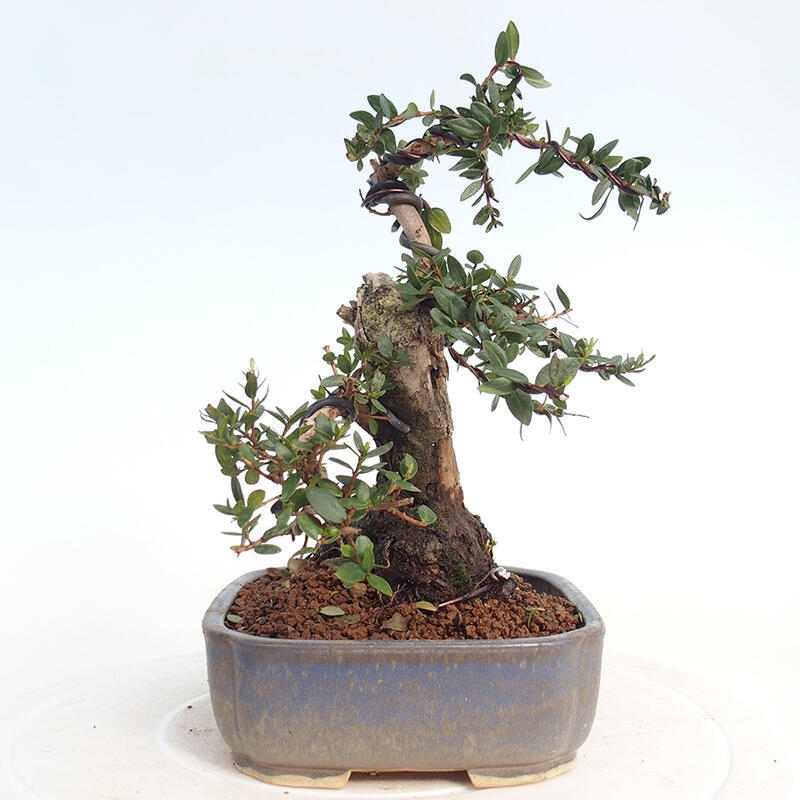 Pokojová bonsai - Myrtus communis - Myrta obecná