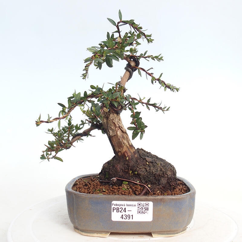 Pokojová bonsai - Myrtus communis - Myrta obecná