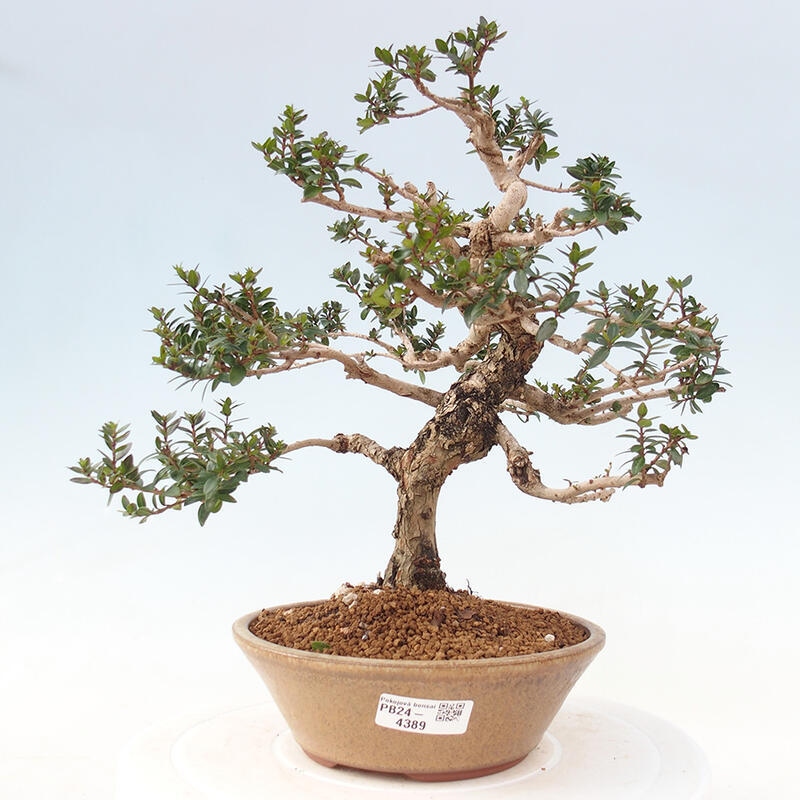 Pokojová bonsai - Myrtus communis - Myrta obecná