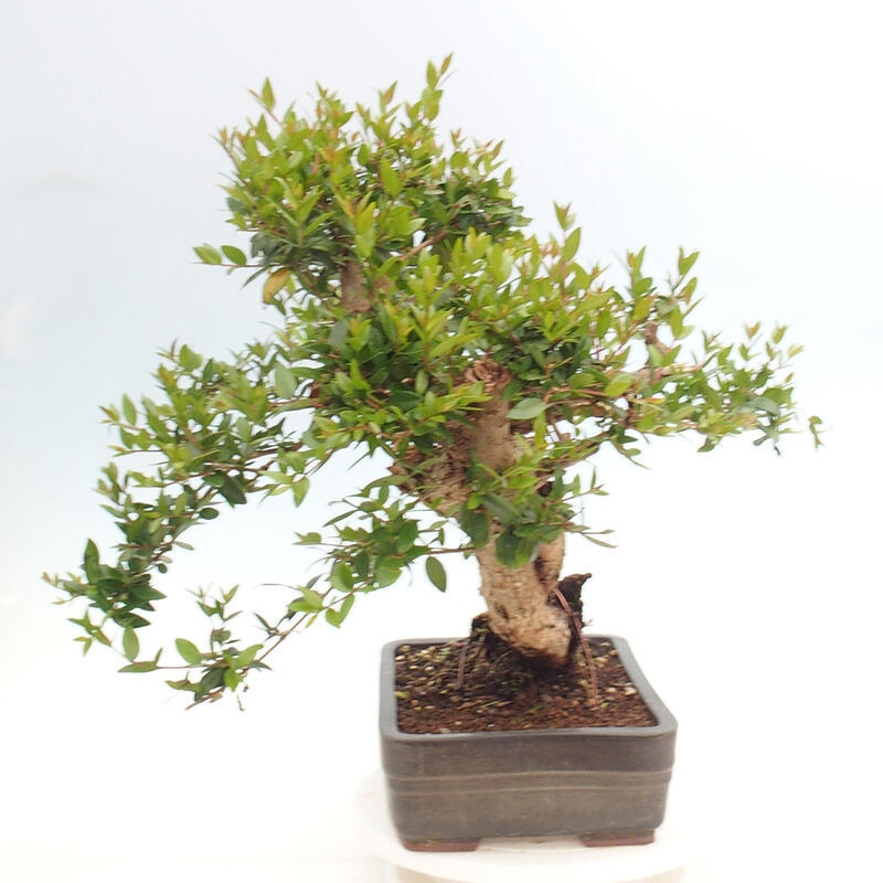 Pokojová bonsai - Myrtus communis - Myrta obecná