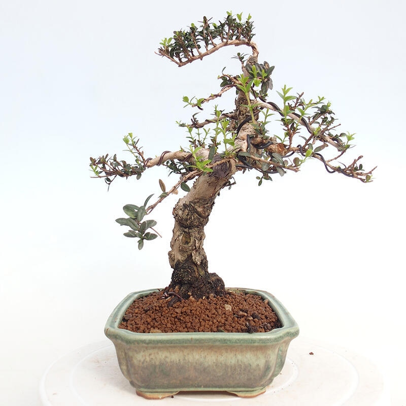 Pokojová bonsai - Myrtus communis - Myrta obecná