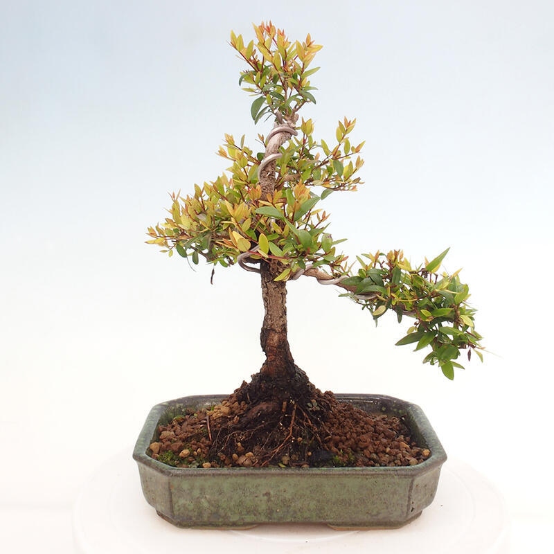 Pokojová bonsai - Myrtus communis - Myrta obecná