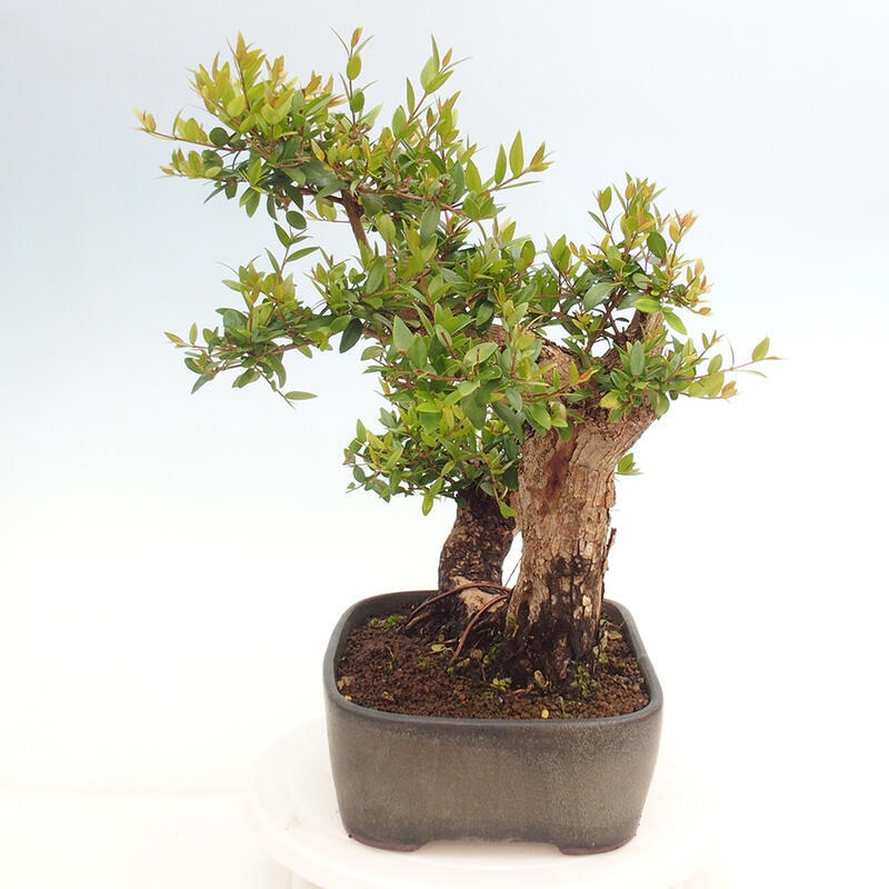 Pokojová bonsai - Myrtus communis - Myrta obecná