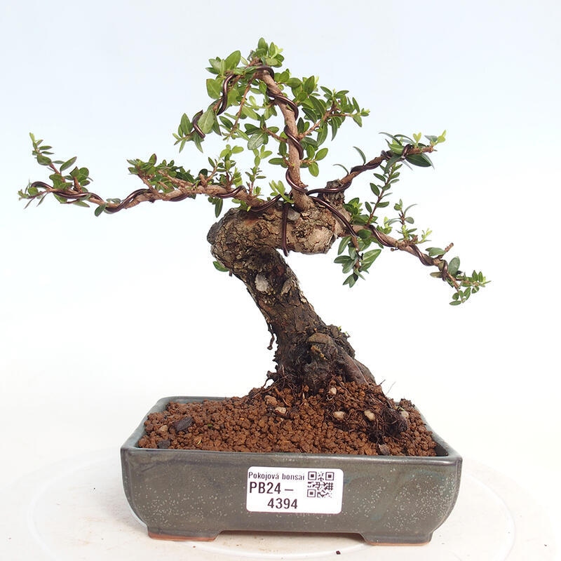 Pokojová bonsai - Myrtus communis - Myrta obecná