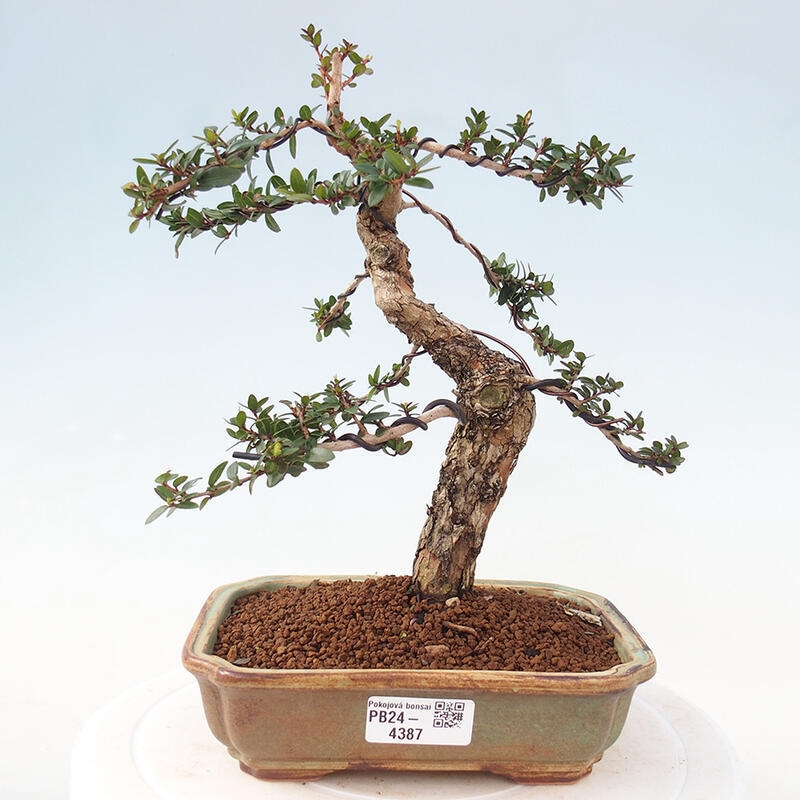 Pokojová bonsai - Myrtus communis - Myrta obecná