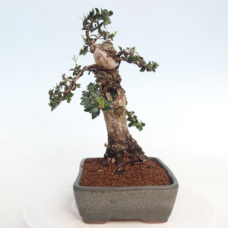 Pokojová bonsai - Myrtus communis - Myrta obecná