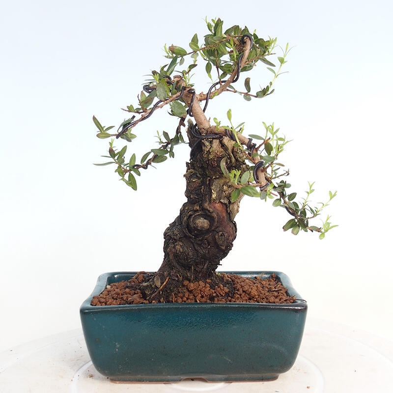 Pokojová bonsai - Myrtus communis - Myrta obecná