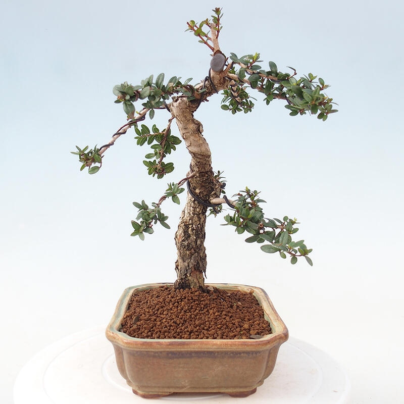 Pokojová bonsai - Myrtus communis - Myrta obecná