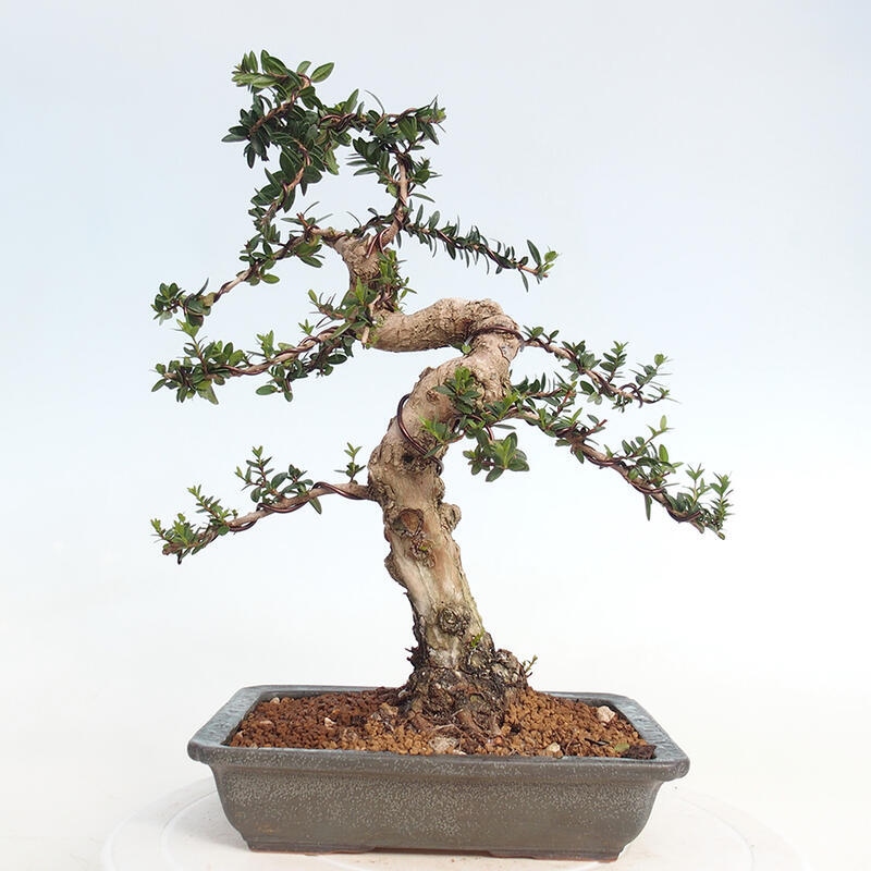 Pokojová bonsai - Myrtus communis - Myrta obecná