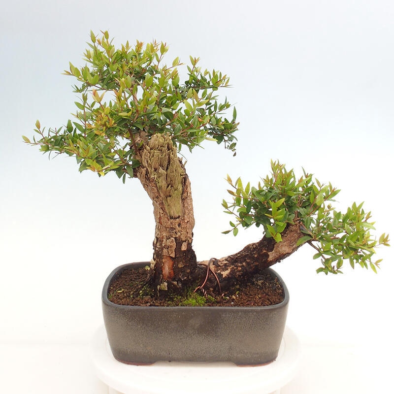 Pokojová bonsai - Myrtus communis - Myrta obecná