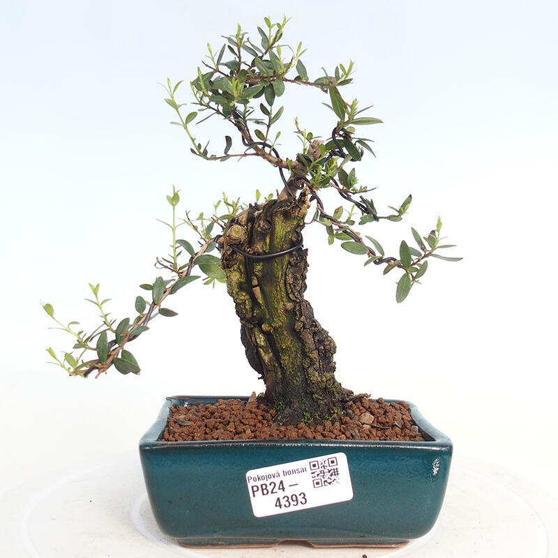 Pokojová bonsai - Myrtus communis - Myrta obecná