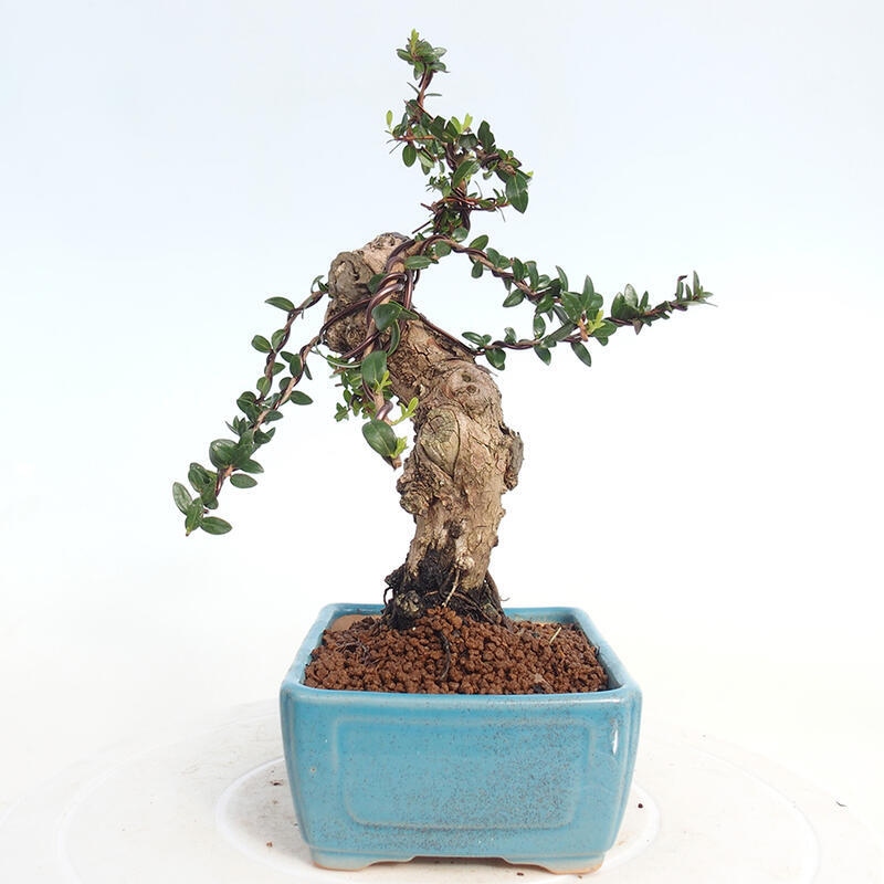 Pokojová bonsai - Myrtus communis - Myrta obecná