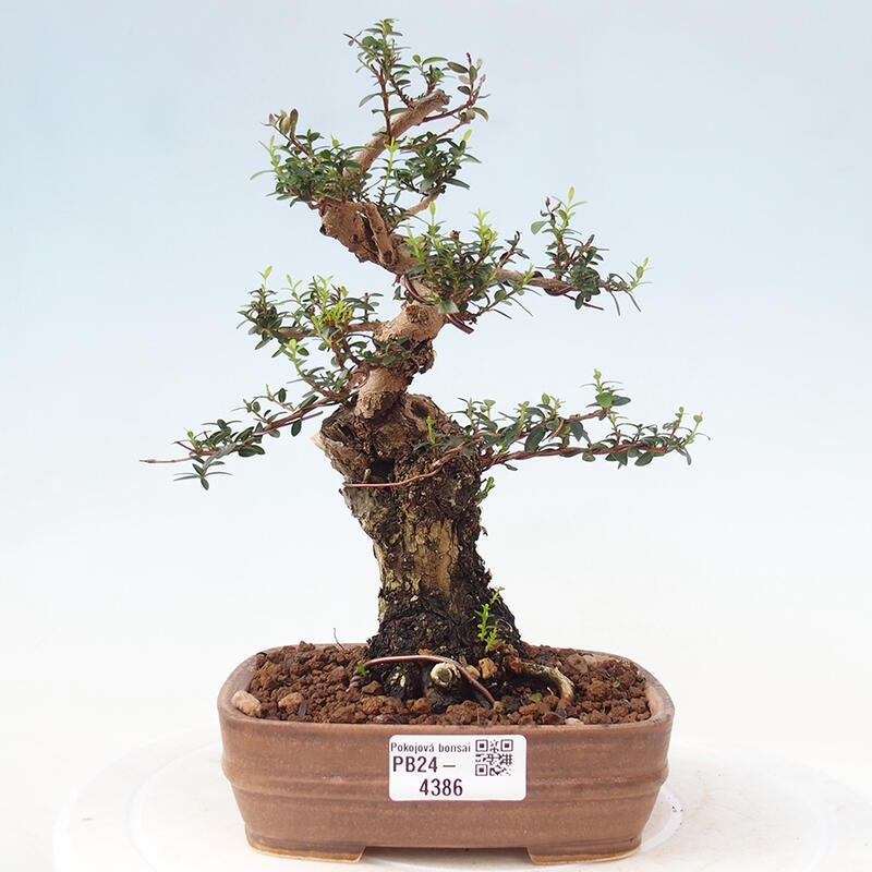 Pokojová bonsai - Myrtus communis - Myrta obecná