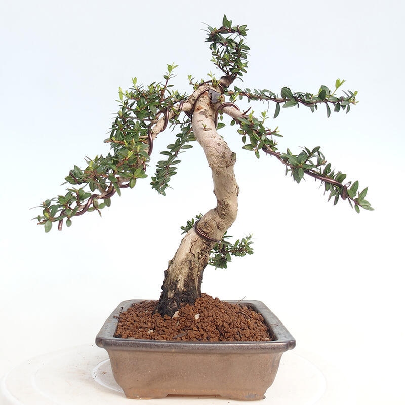 Pokojová bonsai - Myrtus communis - Myrta obecná