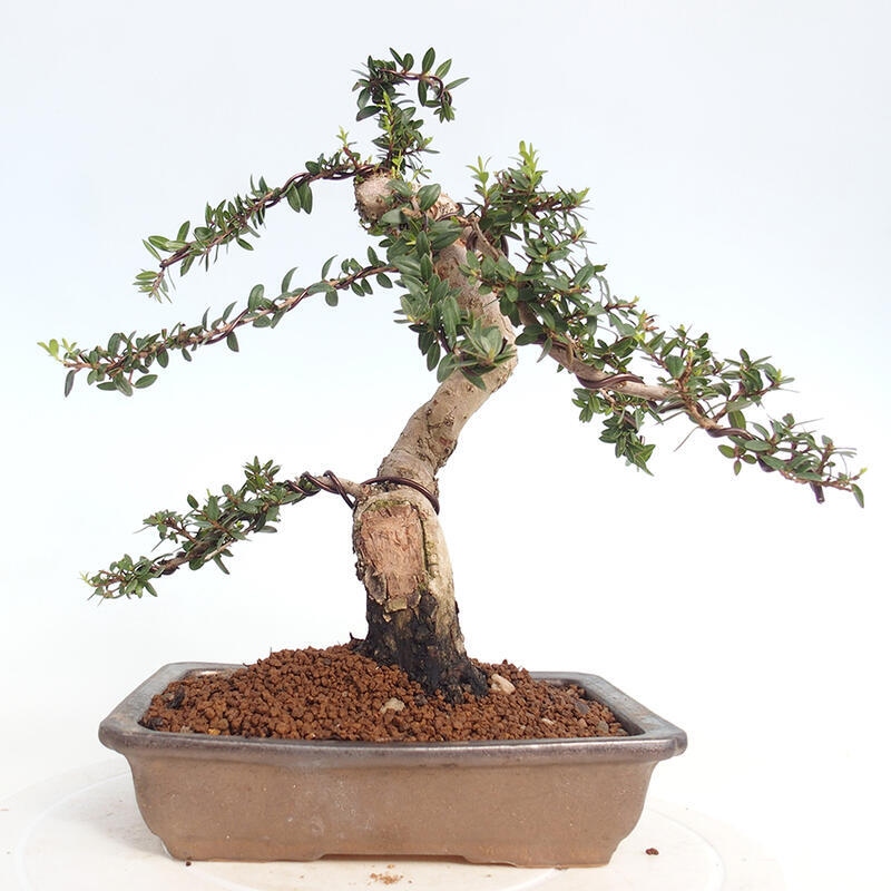 Pokojová bonsai - Myrtus communis - Myrta obecná