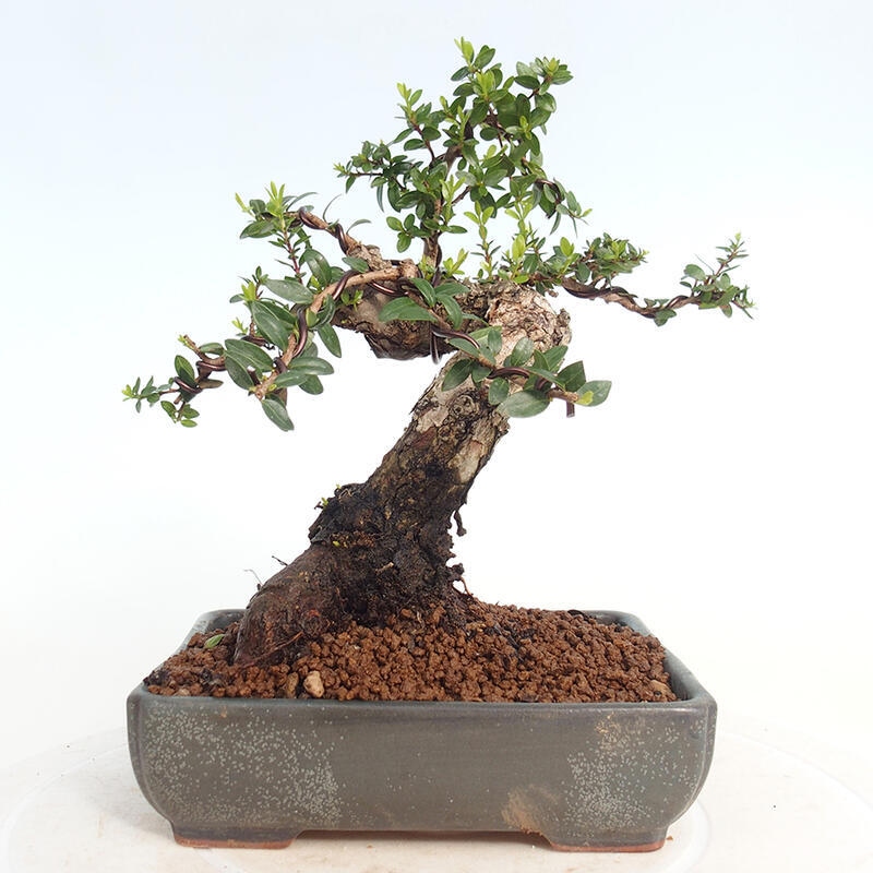 Pokojová bonsai - Myrtus communis - Myrta obecná