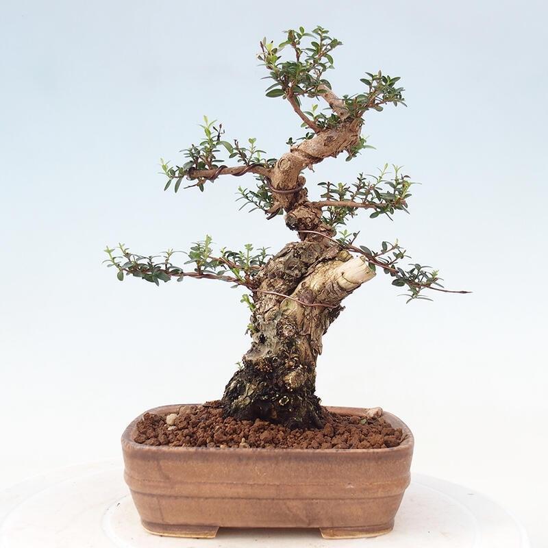 Pokojová bonsai - Myrtus communis - Myrta obecná