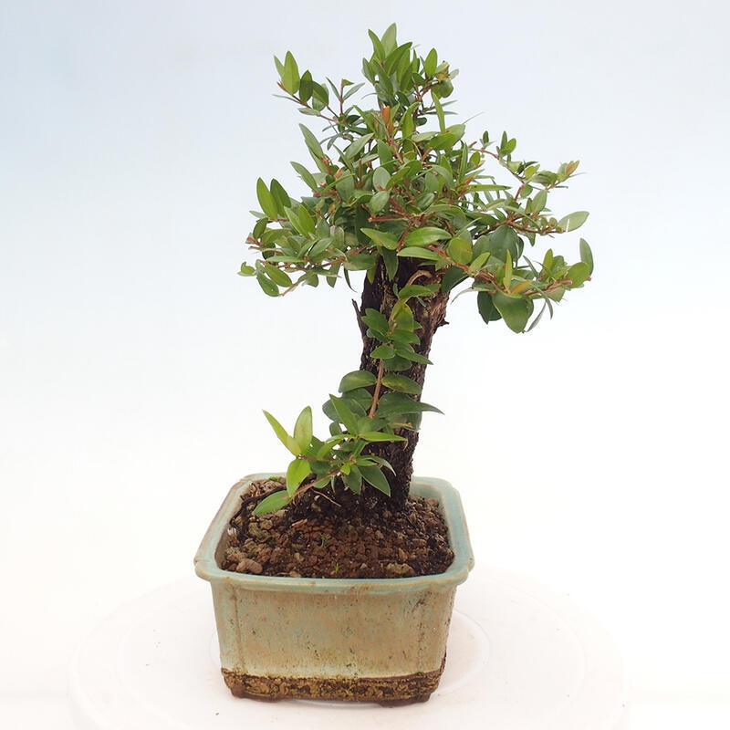 Pokojová bonsai - Myrtus communis - Myrta obecná