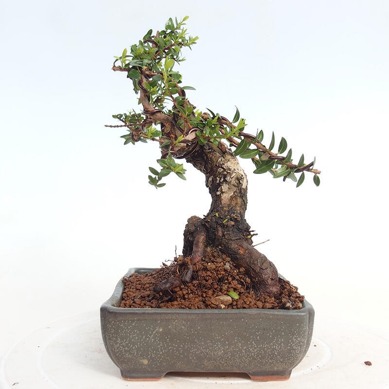 Pokojová bonsai - Myrtus communis - Myrta obecná