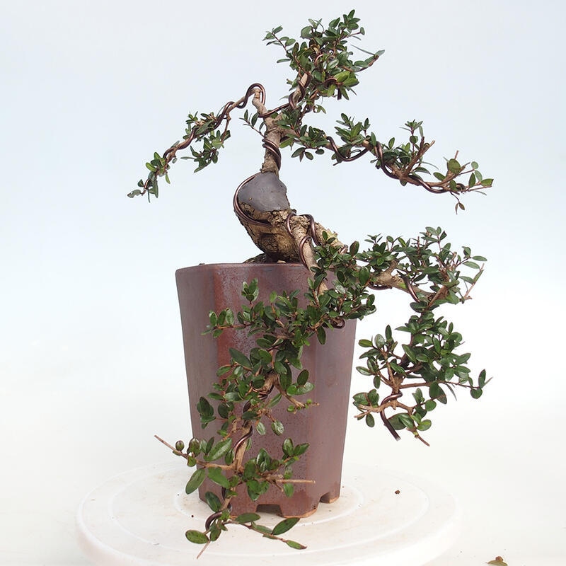 Pokojová bonsai - Myrtus communis - Myrta obecná