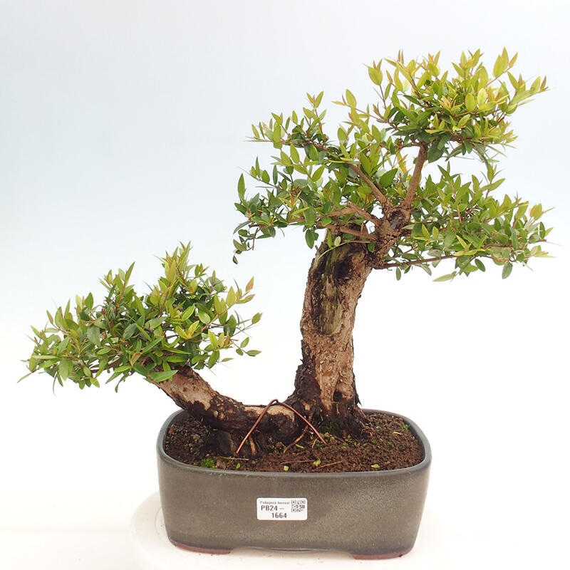 Pokojová bonsai - Myrtus communis - Myrta obecná