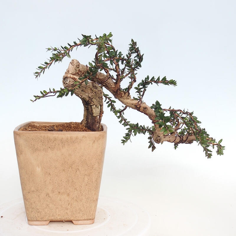 Pokojová bonsai - Myrtus communis - Myrta obecná