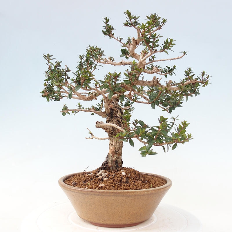 Pokojová bonsai - Myrtus communis - Myrta obecná