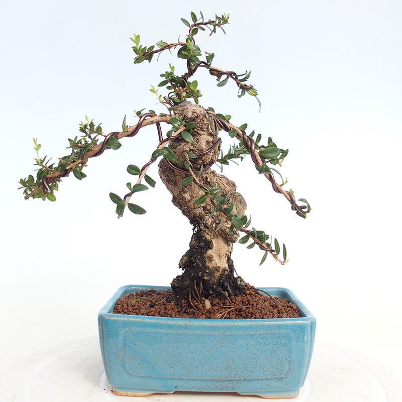 Pokojová bonsai - Myrtus communis - Myrta obecná