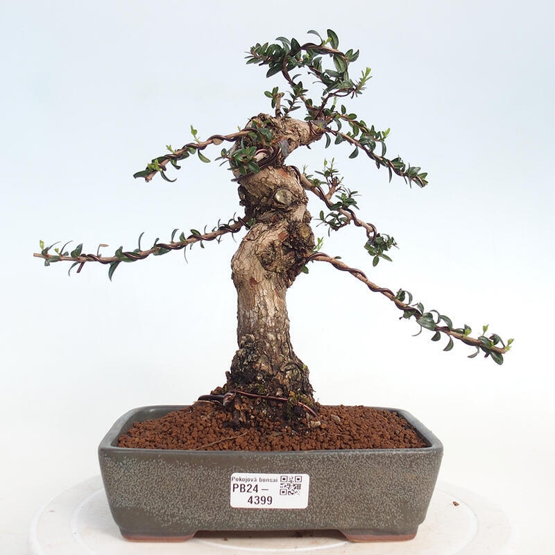 Pokojová bonsai - Myrtus communis - Myrta obecná