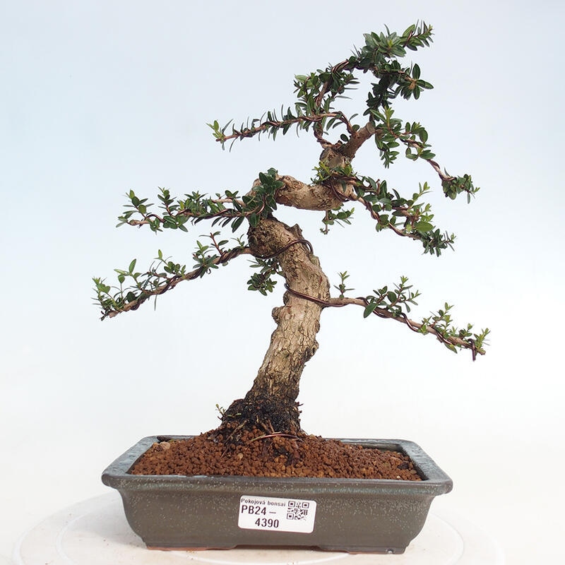 Pokojová bonsai - Myrtus communis - Myrta obecná