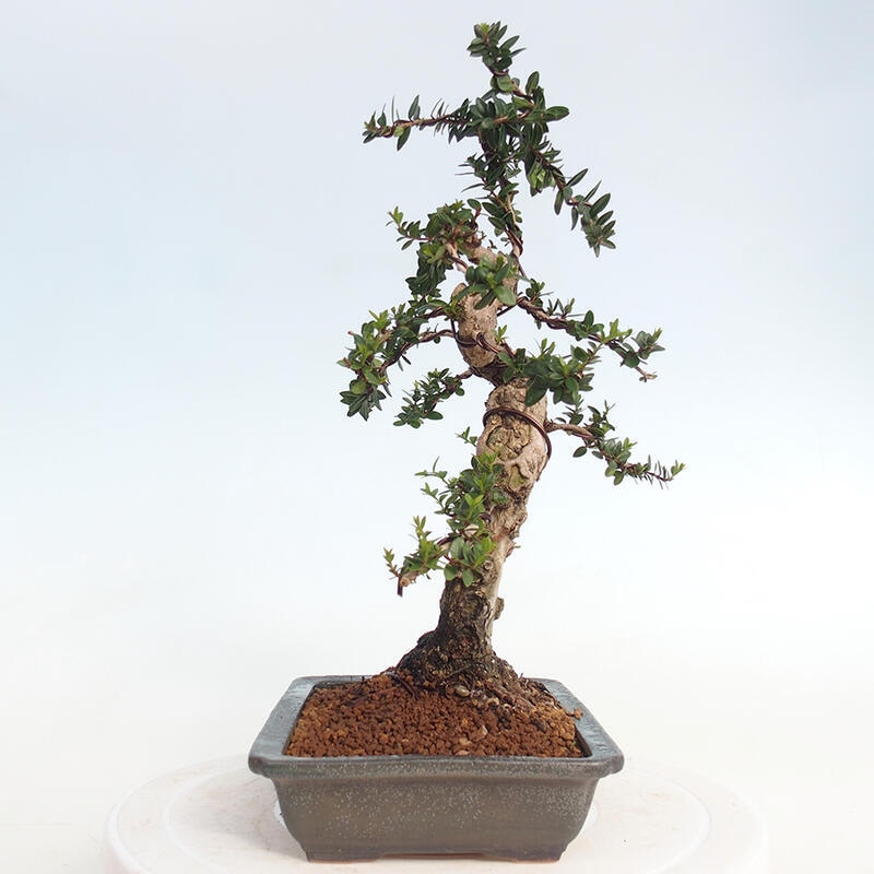 Pokojová bonsai - Myrtus communis - Myrta obecná