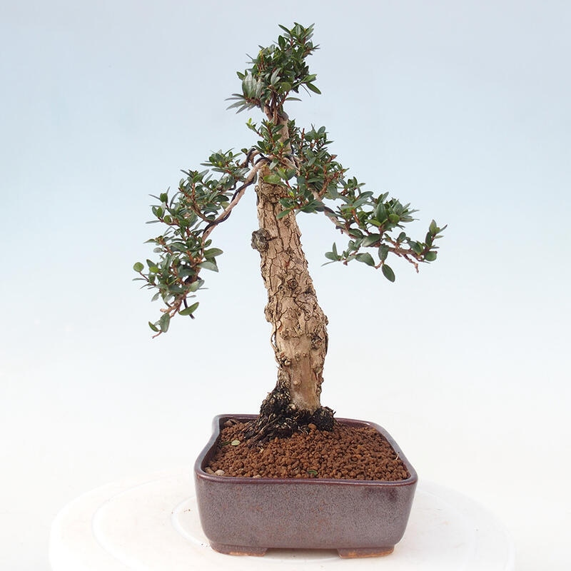 Pokojová bonsai - Myrtus communis - Myrta obecná