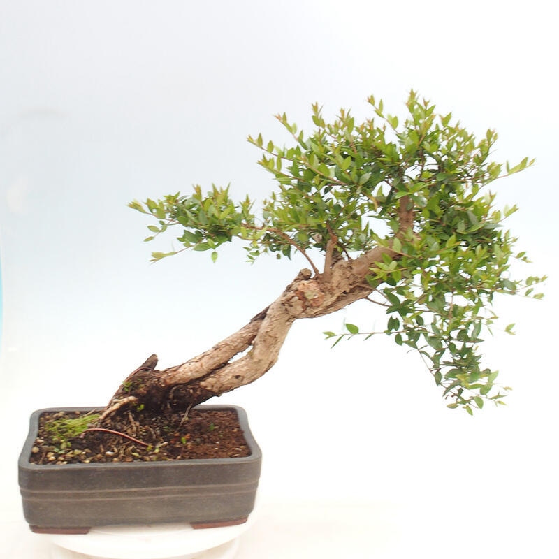 Pokojová bonsai - Myrtus communis - Myrta obecná