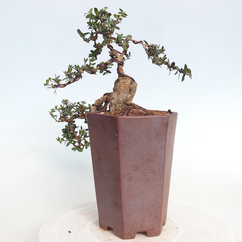 Pokojová bonsai - Myrtus communis - Myrta obecná