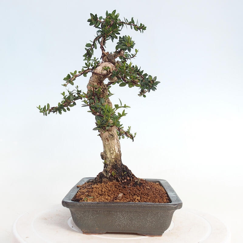 Pokojová bonsai - Myrtus communis - Myrta obecná