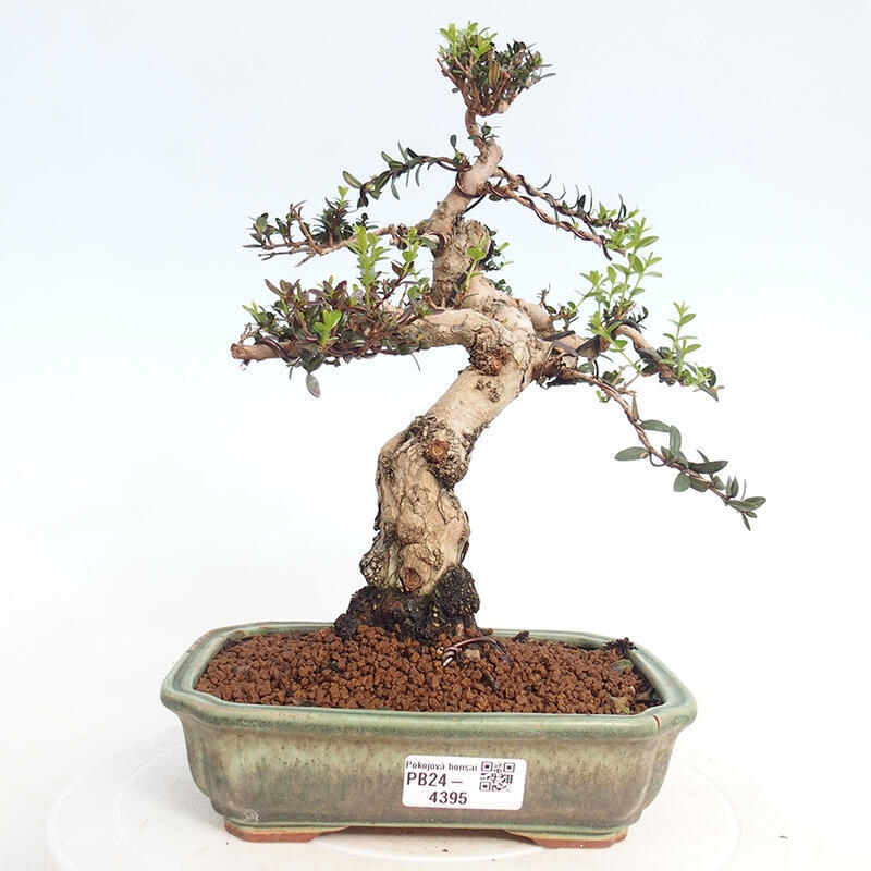 Pokojová bonsai - Myrtus communis - Myrta obecná