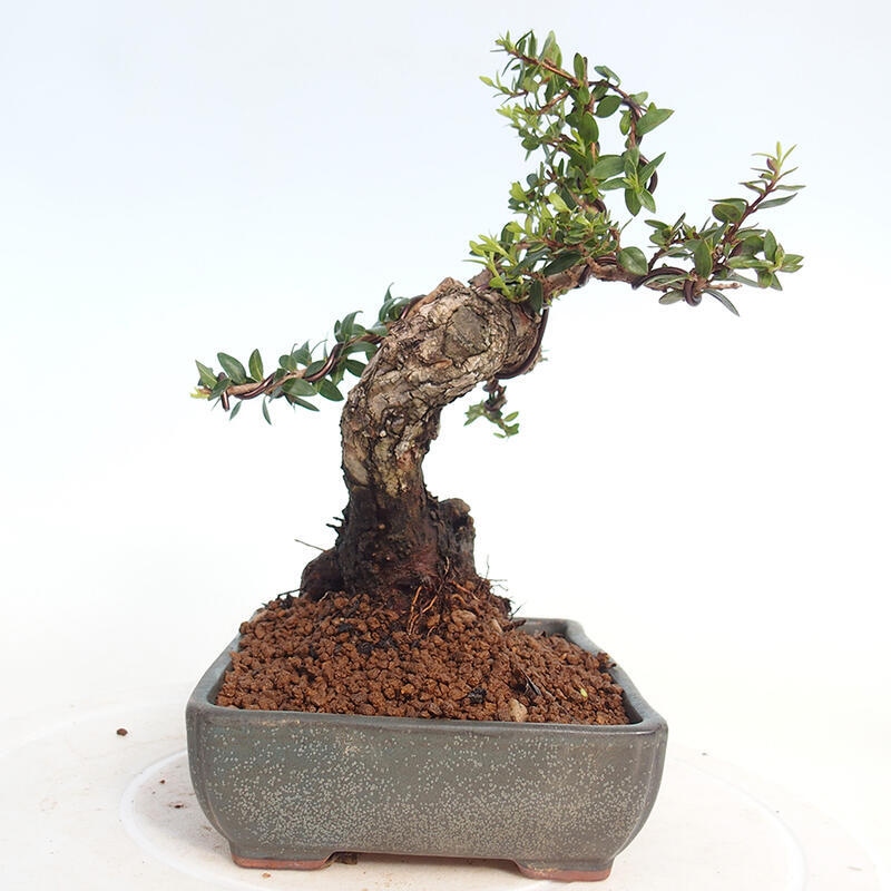 Pokojová bonsai - Myrtus communis - Myrta obecná