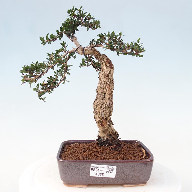 Pokojová bonsai - Myrtus communis - Myrta obecná