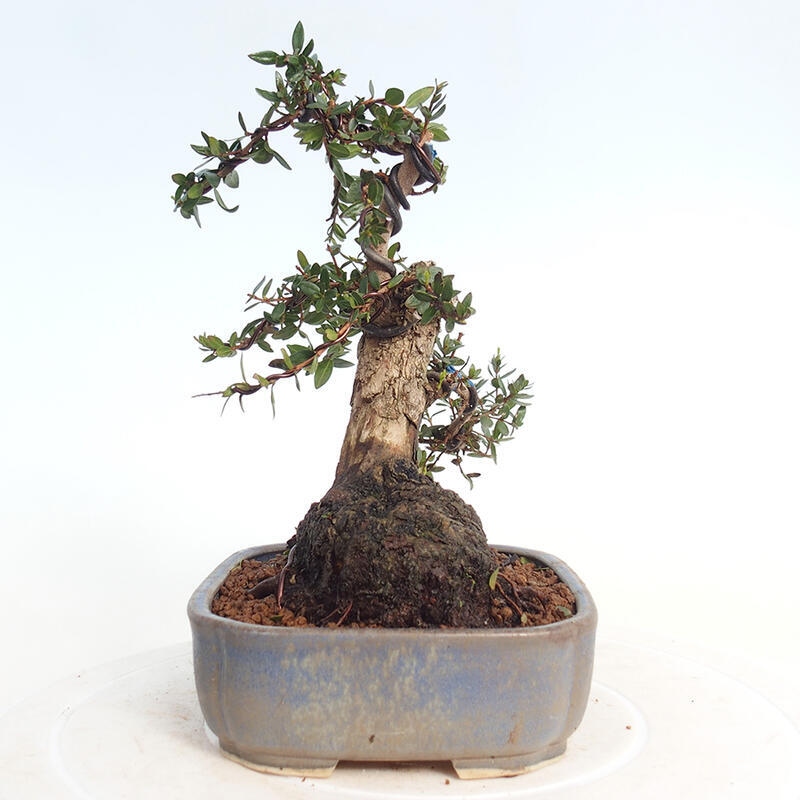 Pokojová bonsai - Myrtus communis - Myrta obecná